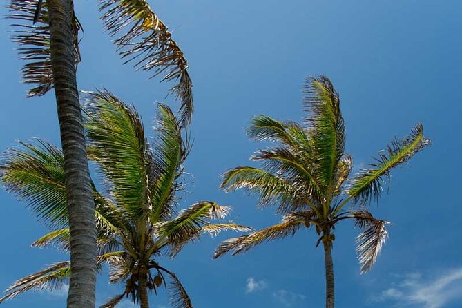 Full-Day Isla Contoy Sailing Nature Experience in Mujeres - Snorkeling at El Farito
