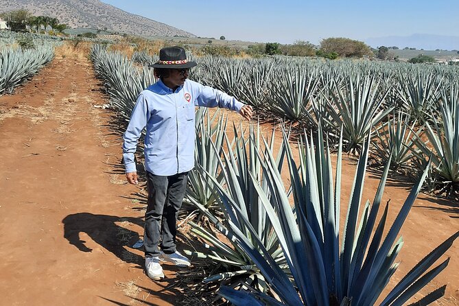 Full-Day Tequila Tour from Guadalajara - The agave fields and the work of a jimador