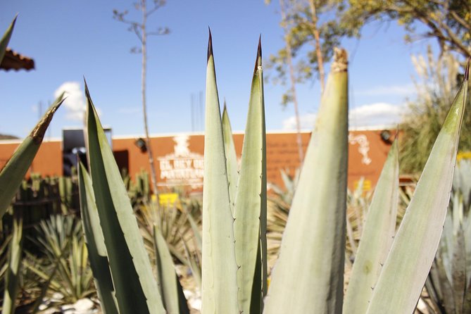 full day tour : Boil the water, Teotitlan, Mezcal, tule and Mitla - Mitla’s geometric stonework and the Zapotec underworld