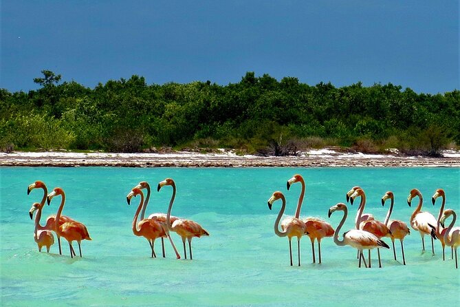 Full Day Tour to the Best of Holbox - Punta Mosquito gives you time to eat and swim