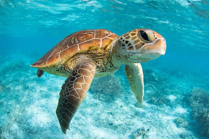 Full Day Tour to Tulum Cenote and Swim with Turtles in Akumal - Guides, transport, and the rhythm of the day