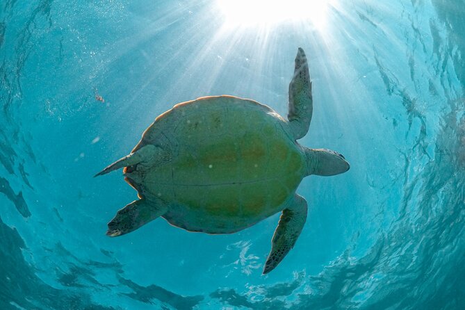 Full Day Tulum Ruins Tour Cenote and Swimming with Sea Turtles - What to pack for three different environments
