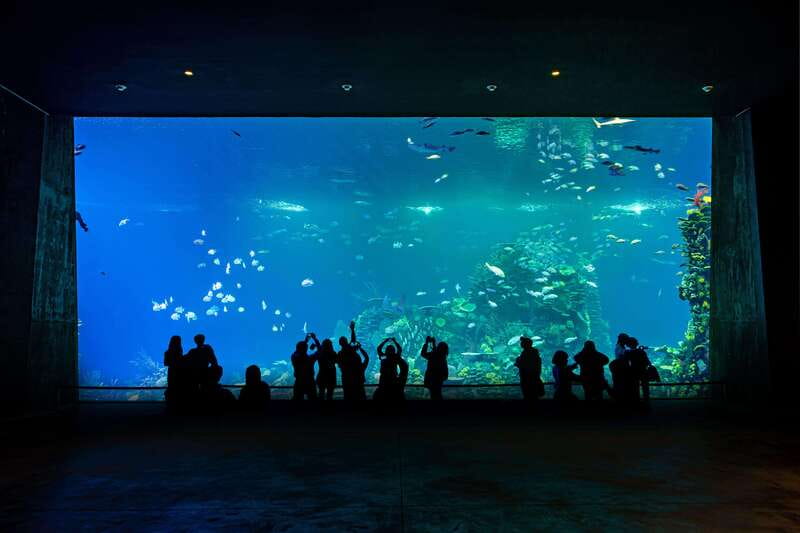 Gran Acuario Mazatlan - Morays, jellyfish, and smaller sea life