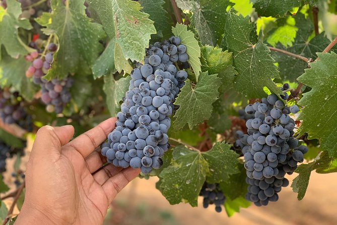 Group tour - Viña de Frannes: vineyard time in a quieter setting