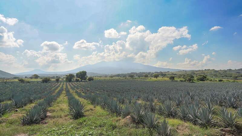Guadalajara: Premium Tequila Tour with Tastings and Pairings - From Guadalajara to the first agave views