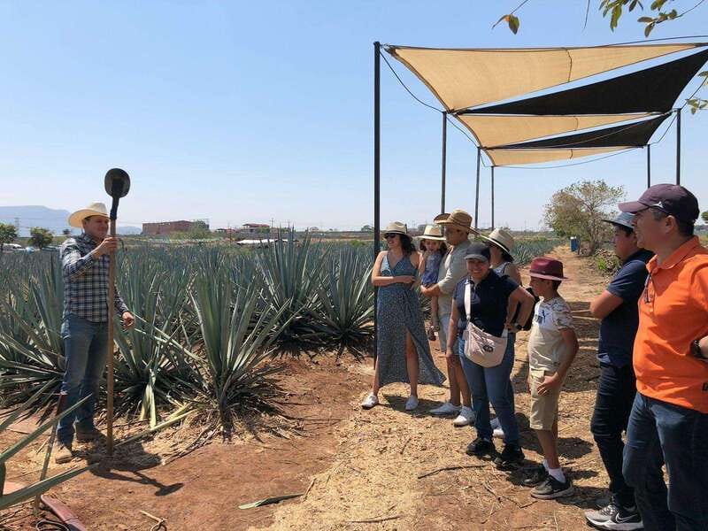 Guadalajara: Premium Tequila Tour with Tastings and Pairings - Tequila town gives you 90 minutes to roam