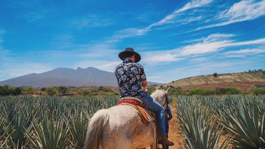 Guadalajara: Tequila Day Trip with Jose Cuervo Option - The José Cuervo choice: famous name, shorter town visit