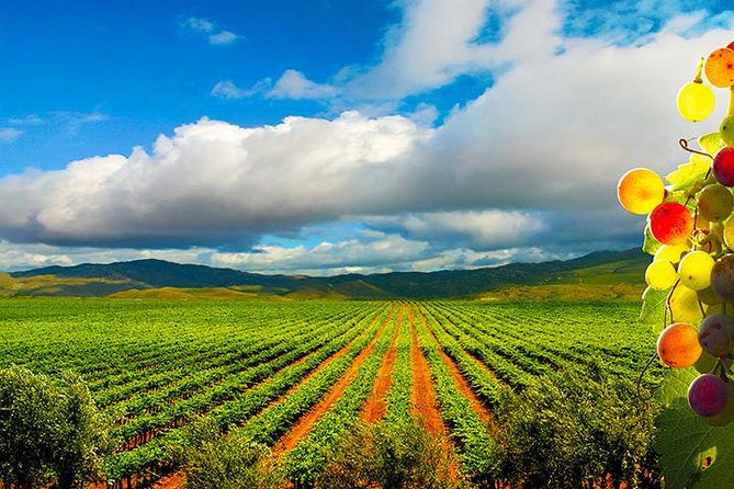Guadalupe Valley Wine Route Tour in Baja California - Key points at a glance