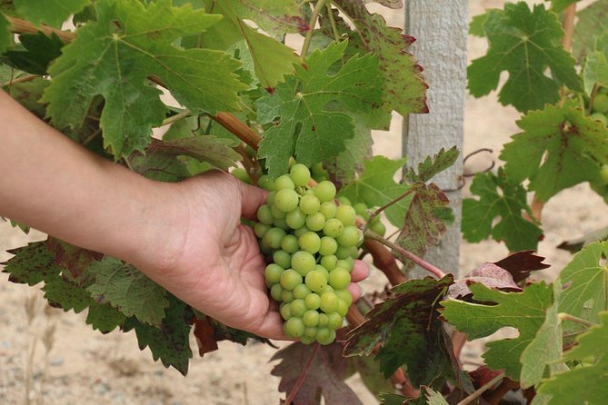 Guadalupe Valley Wine Route Tour in Baja California - Transportation, group size, and comfort