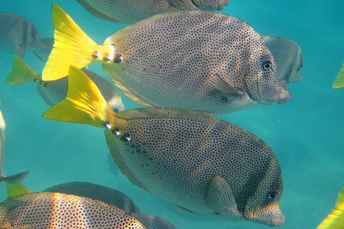 Guided Tour Los Cabos: Boat | Tacos & Tequila | Photos & Transfer - What this Los Cabos tour is really designed to do