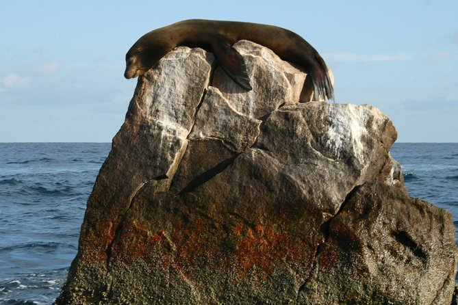 Guided Tour Los Cabos: Boat | Tacos & Tequila | Photos & Transfer - San José del Cabo and the Art District