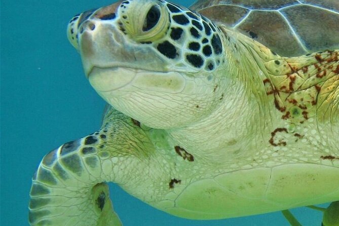 Half Day Akumal Beach Swim and Snorkel with Turtles Experience - Guides make the swim safer and more respectful