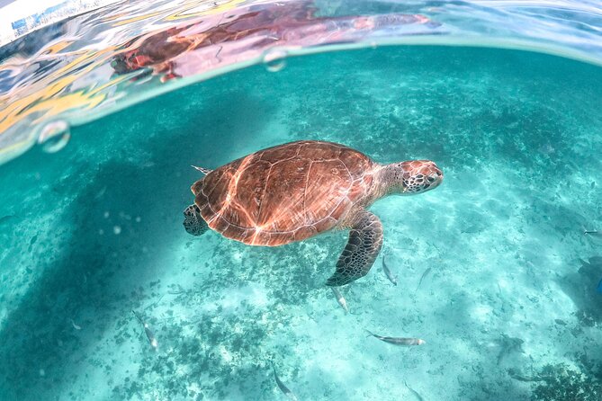 Half Day Akumal Beach Swim and Snorkel with Turtles Experience - Two hours on Akumal Beach: useful or too long?