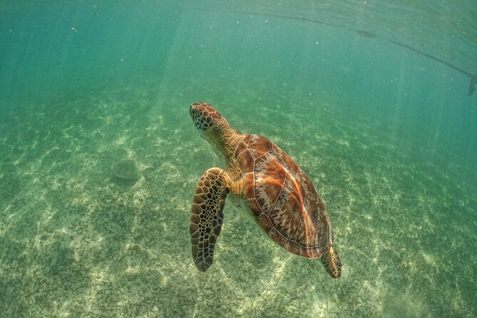 Half Day Akumal Beach Swim and Snorkel with Turtles Experience - Equipment, water conditions, and what to bring