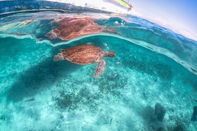 Half Day Akumal Beach Swim and Snorkel with Turtles Experience - Is $89.61 a fair price?