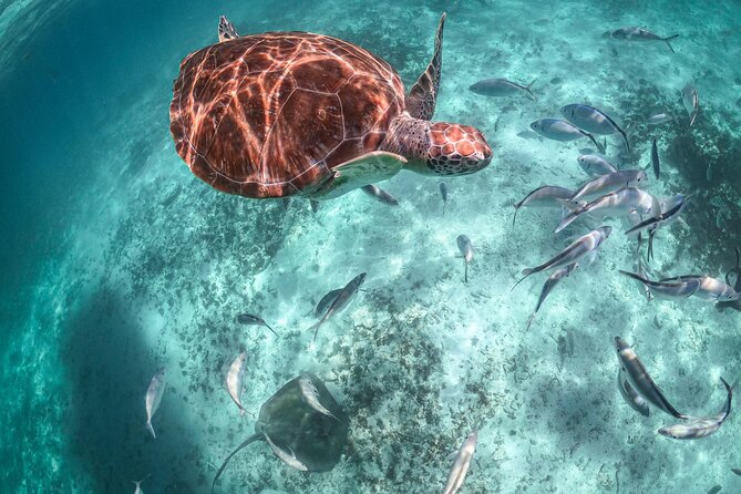 Half Day Akumal Beach Swim and Snorkel with Turtles Experience - Who will enjoy this Akumal tour?