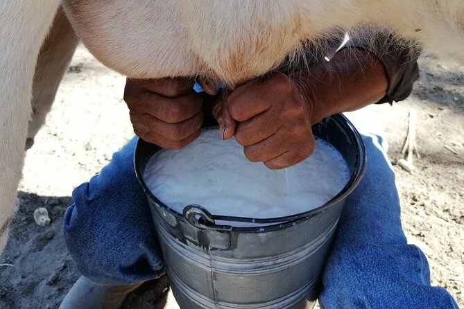Half Day Excursion - Horseback Riding Adventure in SMA - Who Will Enjoy This Ride Most