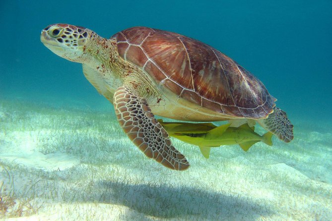 Half-Day Sea Turtle and Cenote Snorkeling Tour from Cancun & Riviera Maya - Two famous waters in one five-hour outing