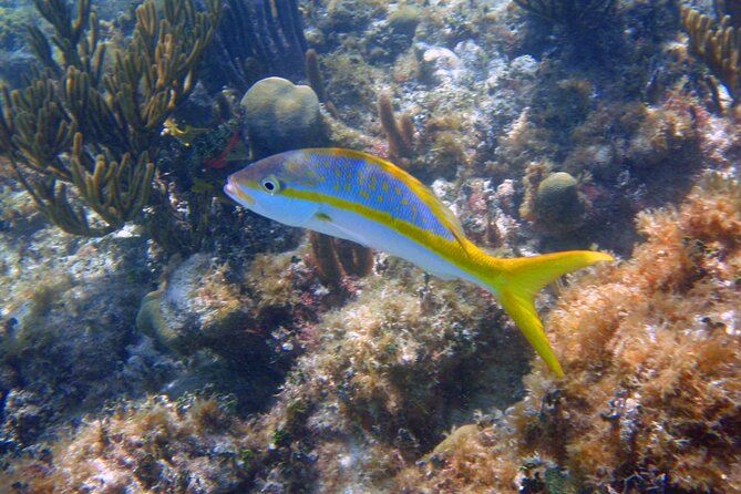 Half-Day Tour Discovering Sian Ka´an with Lunch - Reef Snorkeling Depends on Wind and Waves