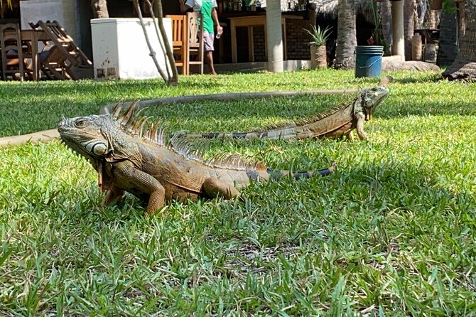 Half-Day Tour to Ventanilla, Mazunte, Zipolite and Puerto Angel - Who should book this Huatulco excursion
