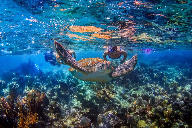 Hidden Cenote Swim: Snorkeling, Sea Turtles and Beachside Lunch - Key points to know before booking