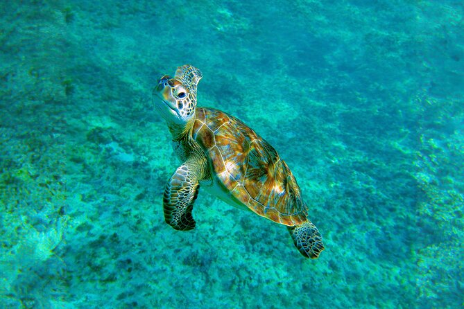 Hidden Cenote Swim: Snorkeling, Sea Turtles and Beachside Lunch - Should you book the cenote and turtle swim?