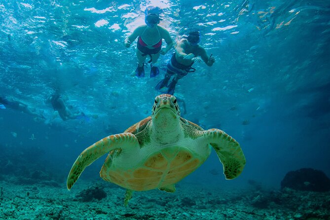 Hidden Cenote Swim: Snorkeling, Sea Turtles and Beachside Lunch - Snorkeling with sea turtles at Akumal Beach
