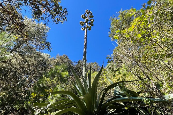 Hiking in the Sierra Norte of Oaxaca - What Luis Fernando adds to the walk