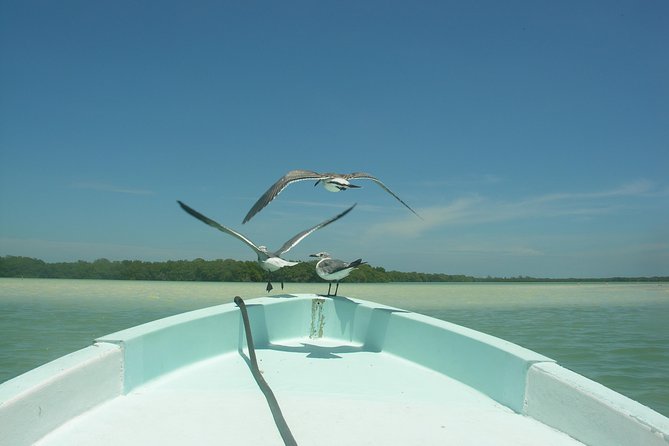 Holbox 3 Island Private Boat Tour - Passion Island and the best birdwatching
