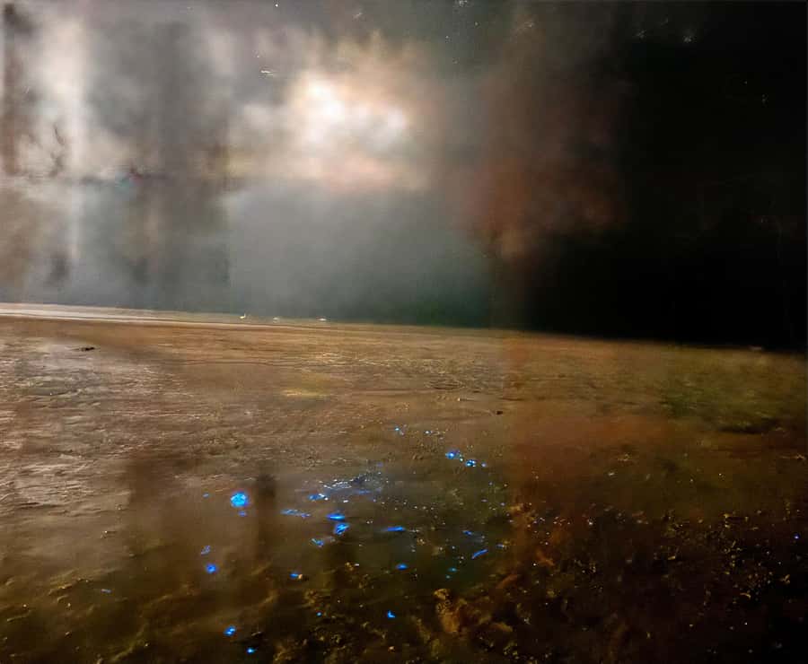 Holbox: Bioluminescence by Kayak and Stargazing. - Swimming among the plankton