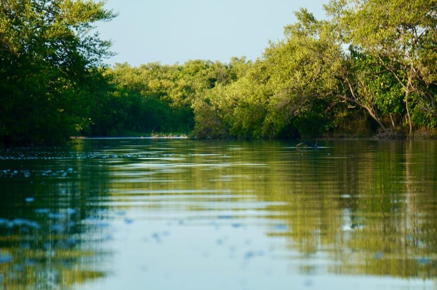 Holbox: Mangrove Sunset Kayak Tour - Birds to Watch For Along the River