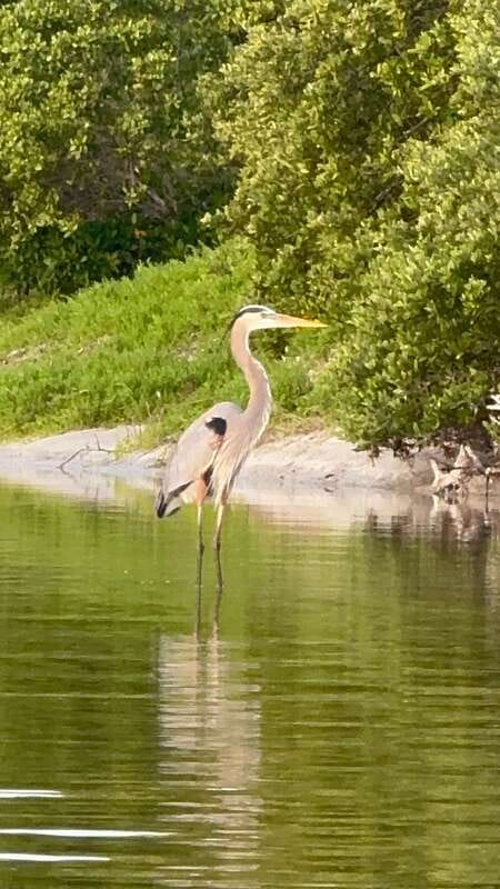 Holbox: Mangrove Sunset Kayak Tour - A Snack Stop Before Sunset