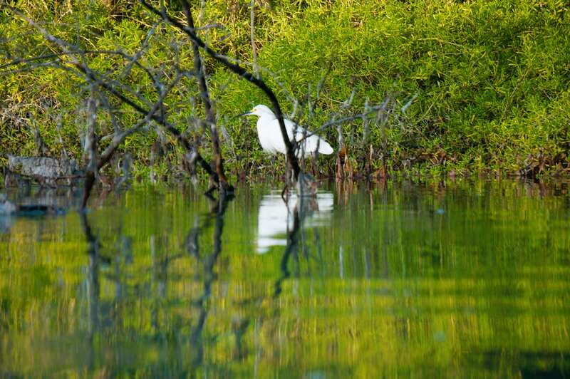 Holbox: Sunrise & Mangrove Kayak Tour - Who will enjoy this morning most