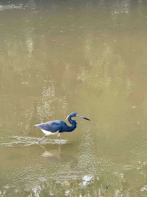 Holbox: Sunrise & Mangrove Kayak Tour - Birds, flamingos, and crocodiles in their own habitat