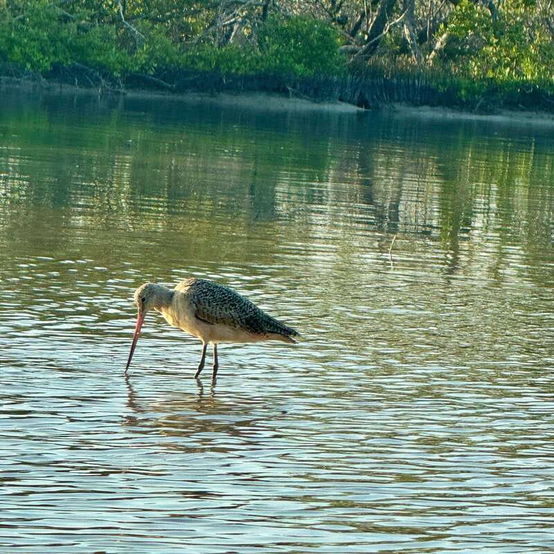 Holbox: Sunrise & Mangrove Kayak Tour - The best way to prepare