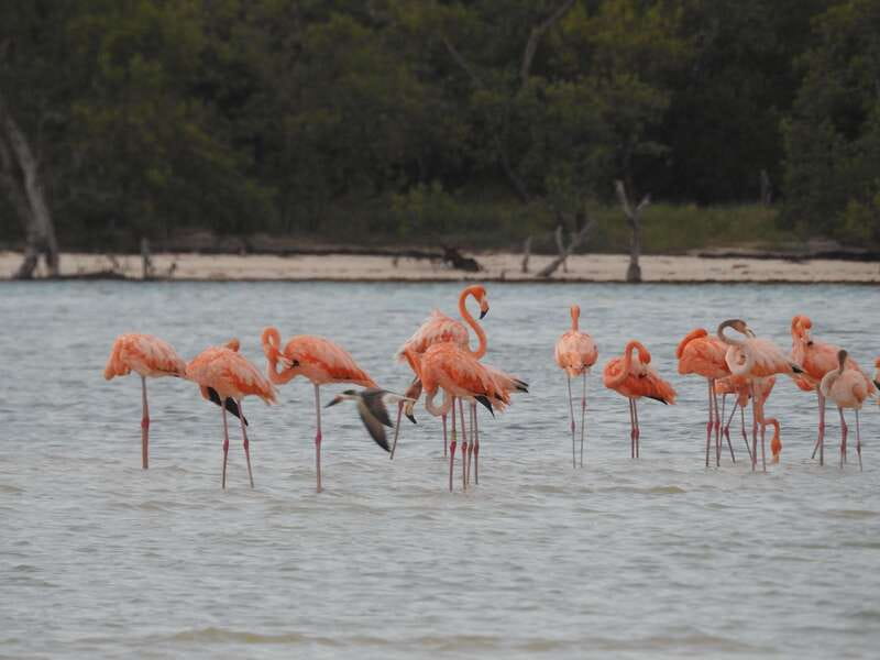 Holbox: Yum Balam Reserve Classic Boat Tour - Passion Island, with birds and wide-open views