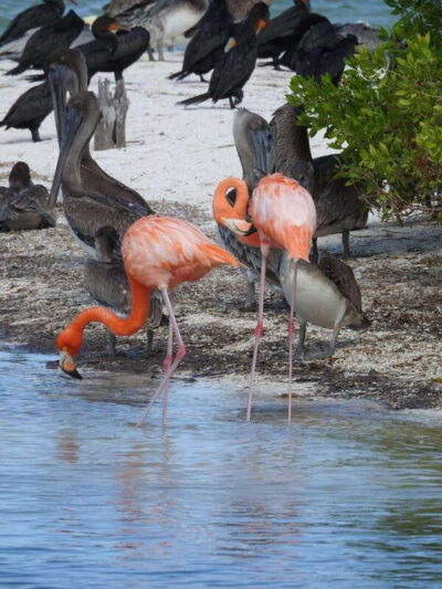 Holbox: Yum Balam Reserve Classic Boat Tour