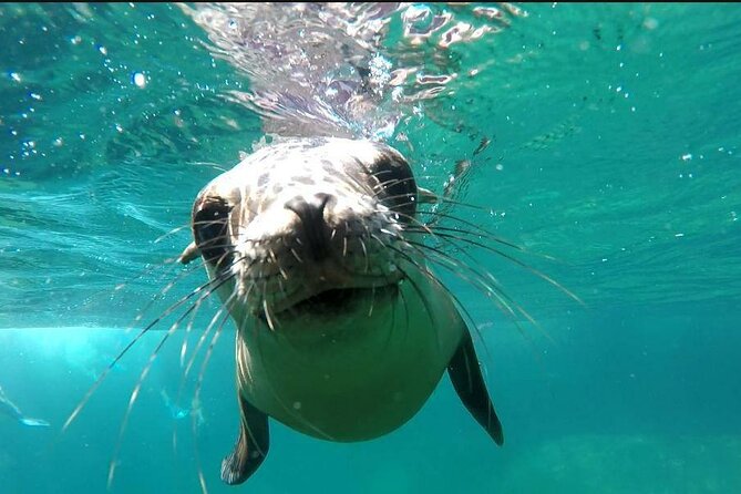 holy spirit island tour - Snorkeling beside the sea lions