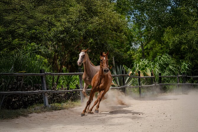 Horseback Riding and Cenote Swim from Cancun or Playa del Carmen - Snacks, animals, and the ride back