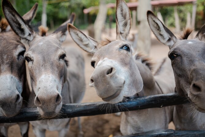 Horseback Riding and Cenote Swim from Cancun or Playa del Carmen - Who should book this outing?