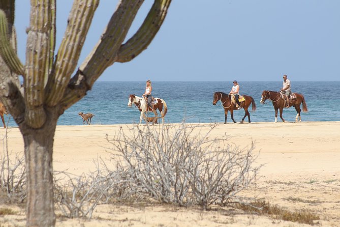 Horseback Riding Tour in Cabo San Lucas - Getting matched with a horse