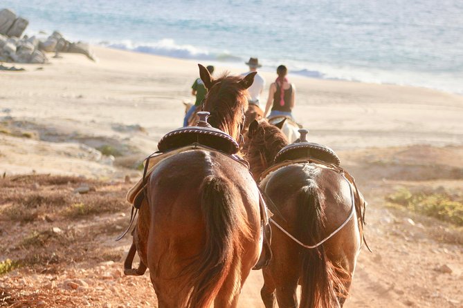 Horseback Riding Tour in Cabo San Lucas - Through cactus country and dry forest
