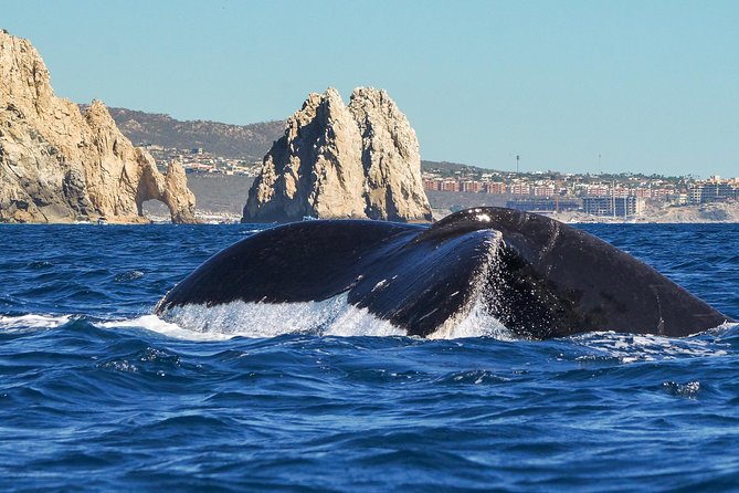 Humpback Whales in Cabo San Lucas - Why this is more than a quick Arch cruise