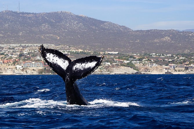 Humpback Whales in Cabo San Lucas - The whale search depends on nature, not a schedule