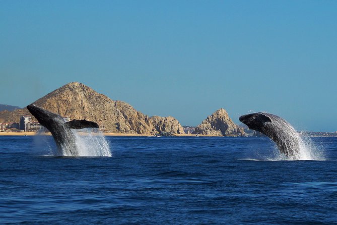 Humpback Whales in Cabo San Lucas - A marine biologist changes the feel of the trip
