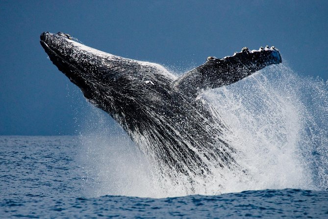 Humpback Whales in Cabo San Lucas - Choosing the best departure time