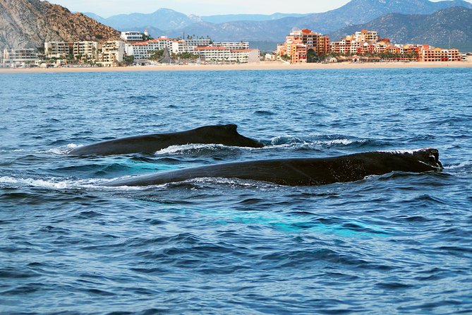 Humpback Whales in Cabo San Lucas - What the $99 fare really covers