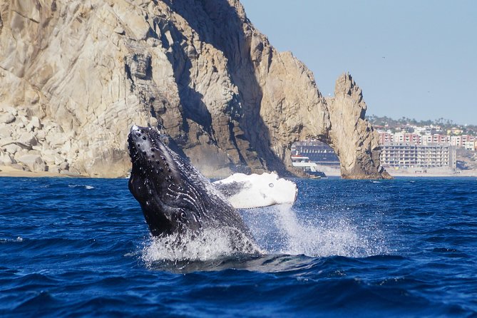 Humpback Whales in Cabo San Lucas - Who will enjoy this tour most
