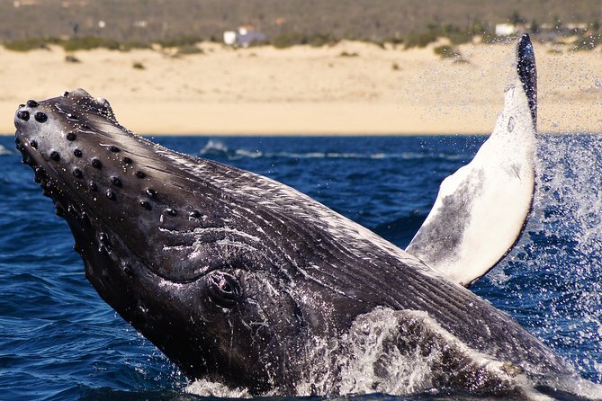 Humpback Whales in Cabo San Lucas - El Arco and the sea lion colony come first