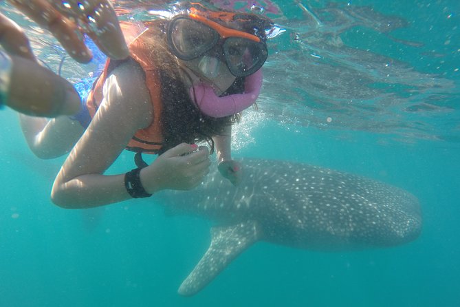 Intimate Eco-Friendly Whale Shark Encounter - Premium Service - Key points before you book